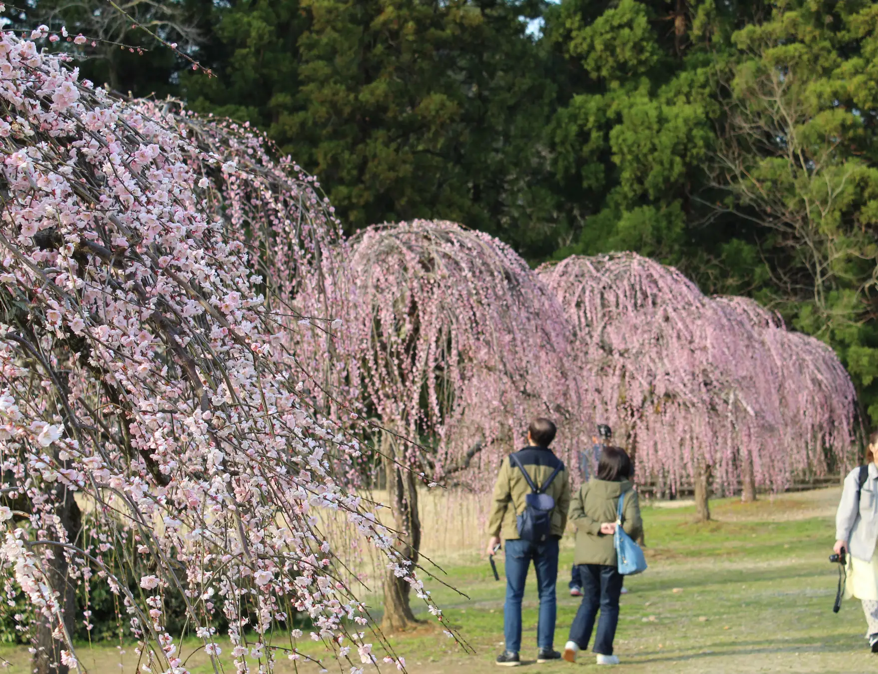 約2,000本の梅！新潟県内有数の梅産地・田上町 梅林散策や梅酒、梅