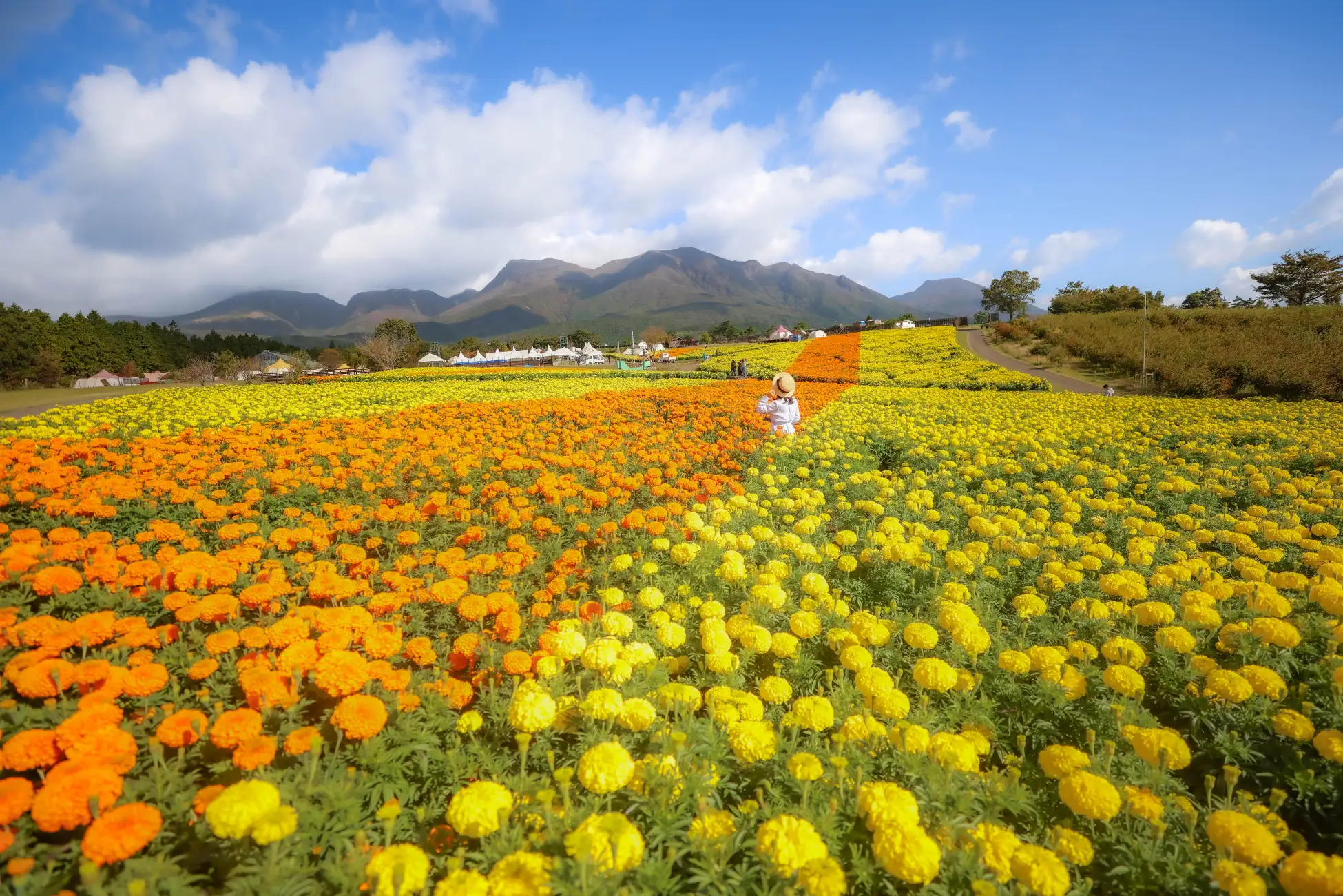 10月10〜12日「ナイトフラワーパーク Autumn」も初開催！大分県竹田市