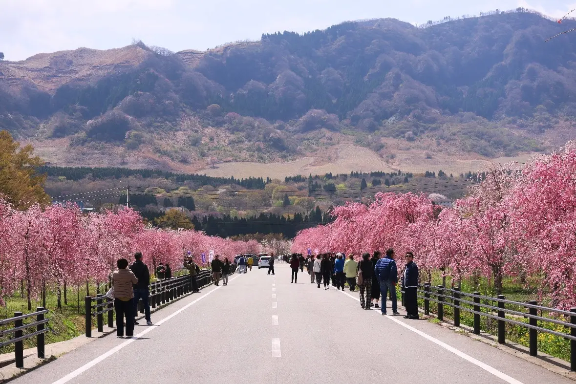 約500mのしだれ桜に約7,000本の桜！熊本県阿蘇郡高森町 2つの桜の名所